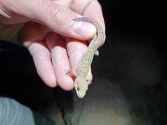Pachydactylus capensis