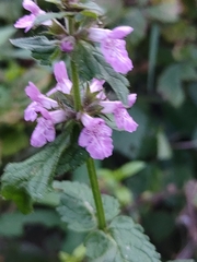 Stachys palustris
