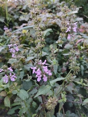 Stachys palustris