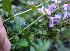 Stachys palustris