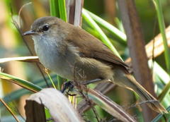 Acrocephalus scirpaceus baeticatus