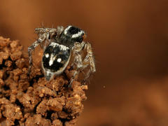 Stenaelurillus guttiger