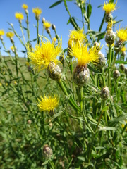 Centaurea chartolepis