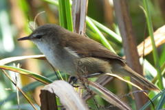 Acrocephalus scirpaceus baeticatus