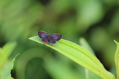Heliophorus epicles