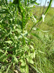 Centaurea chartolepis
