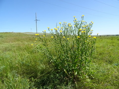 Centaurea chartolepis