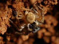 Stenaelurillus guttiger