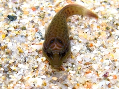 Lepadogaster lepadogaster