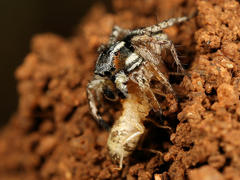 Stenaelurillus guttiger