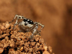 Stenaelurillus guttiger