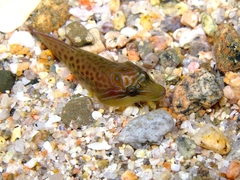 Lepadogaster lepadogaster