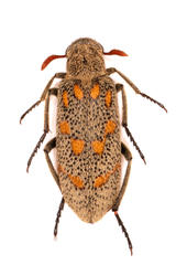 Hycleus burmeisteri