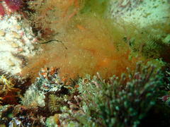 Thyone aurea