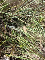 Setaria viridis major