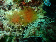 Thyone aurea