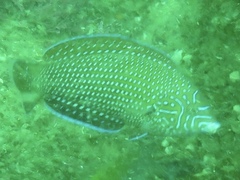 Anampses caeruleopunctatus