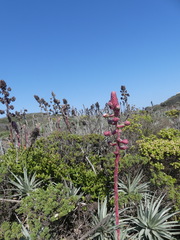 Puya venusta