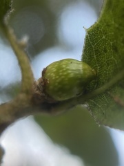 Callirhytis carmelensis