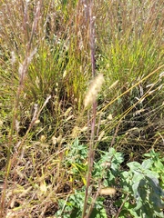 Setaria viridis major