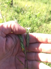 Bromus pectinatus