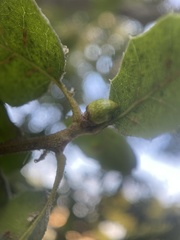 Callirhytis carmelensis