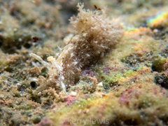 Stylocheilus polyomma