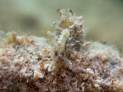 Stylocheilus polyomma