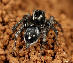 Stenaelurillus guttiger