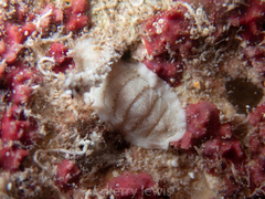 Ischnochiton erythronotus