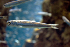 Japanese Anchovy photo 2
