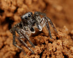 Stenaelurillus guttiger