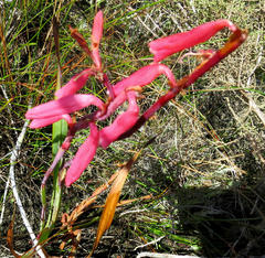 Watsonia aletroides