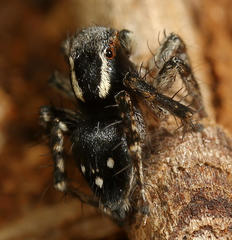 Stenaelurillus guttiger