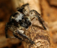 Stenaelurillus guttiger