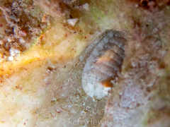Ischnochiton erythronotus