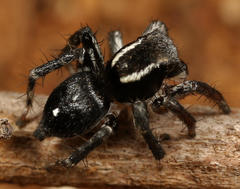 Stenaelurillus guttiger