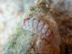 Ischnochiton erythronotus
