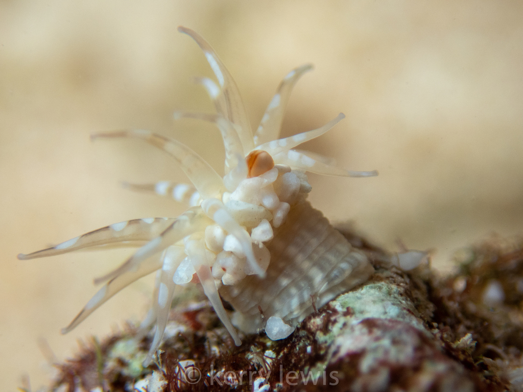 Anthopleura pallida