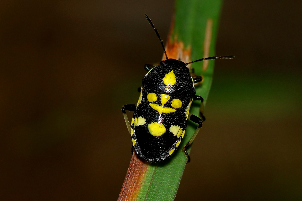 Apines concinna