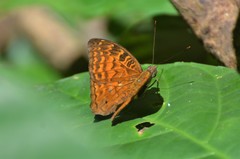Euriphene gambiae gabonica