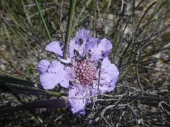 Scabiosa incisa