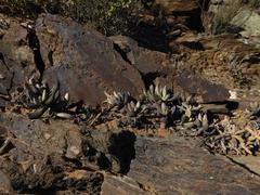 Adromischus filicaulis filicaulis