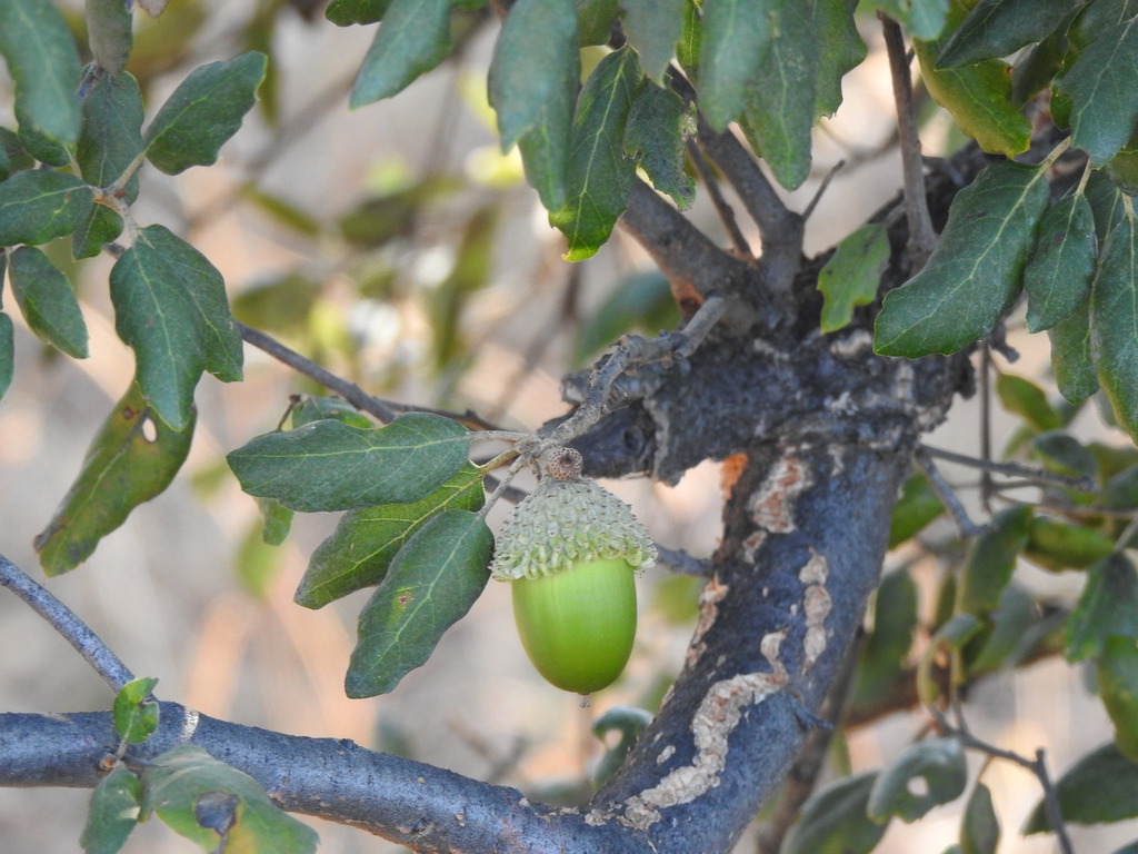 Quercus suber — an easy houseplant, prefers full sun light