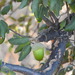 Cork Oak - Photo (c) Duarte Frade, some rights reserved (CC BY), uploaded by Duarte Frade