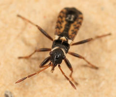 Stenaptula angusticollis