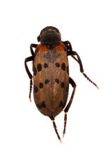 Hycleus transvaalicus