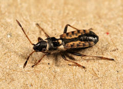 Stenaptula angusticollis