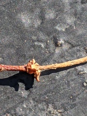 Semudobia skuhravae