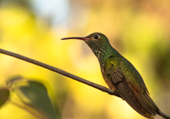 Amazilia yucatanensis